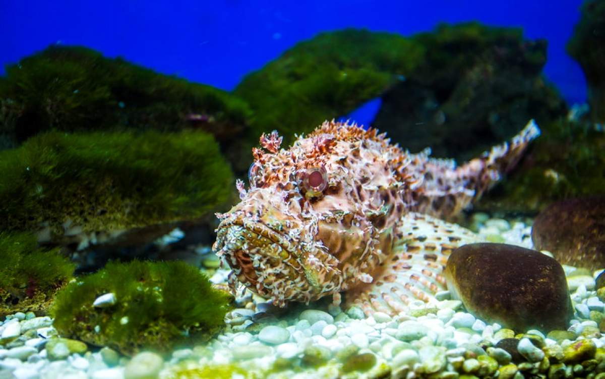 Acquario di Baška